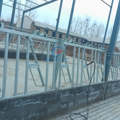 Прочная стальная конструкция Коровьи сараи Современные стальные молочные фермы